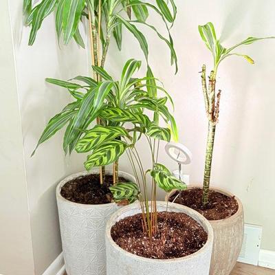 Large Houseplants- Dracaena, Calathea, & Peony
