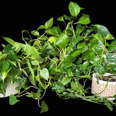 Houseplants- Pothos, Monstera, And Philodendron 