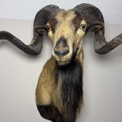 Corsican Sheep Taxidermy Mount 