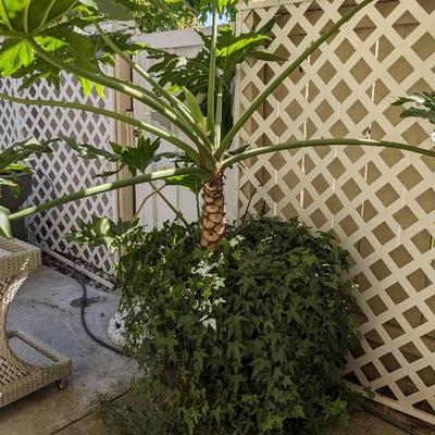 Burgundy With Silver Gray Drip Pattern Round Glazed Ceramic Pot w/ Philodendron Tree &. Ivy Plant
