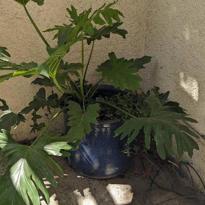 Blue Round Glazed Ceramic Pot w/ Philodendron (19-1/2"D x 16"H)