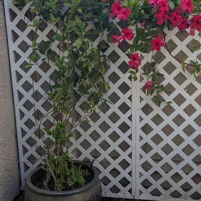 Burgundy With Drip Pattern Round Glaze Ceramic Pot With Pink Mandevilla Vine