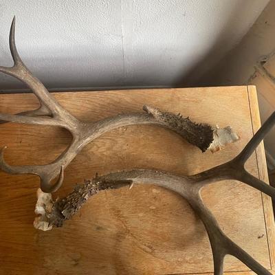 Deer Antlers with Bone Bases