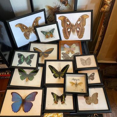 Framed Insect and Butterfly Displays