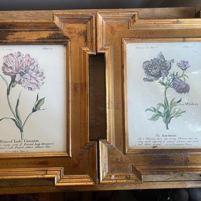 Framed Botanical Prints – “Painted Lady Carnation” (Flowers in July, Plate 26)
