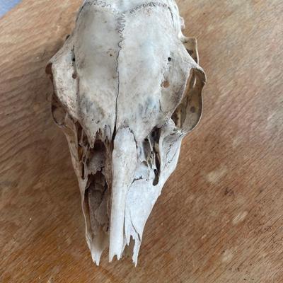 Animal Skull Specimen
