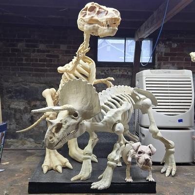 (3) Animal Skeletons 
