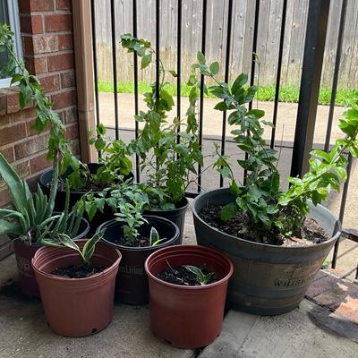 Live Plants