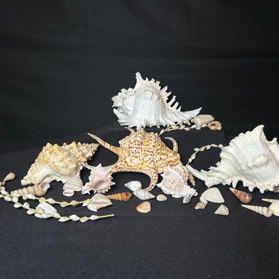 Seashells Lot