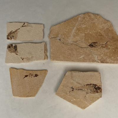 Fossil Fish