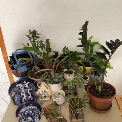 Plants, Orchids, Pots, Planters, Gardening Things
