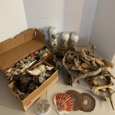 Driftwood, Sea Shells.