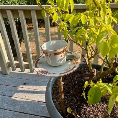 Sale Photo Thumbnail #5: roses in pots and a place for  birds to come to eat too