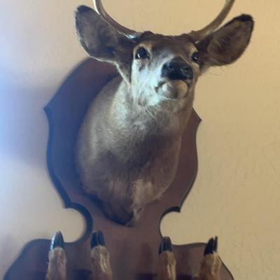 Mule Deer Mount with Gun Holder on Nice Walnut Plaque