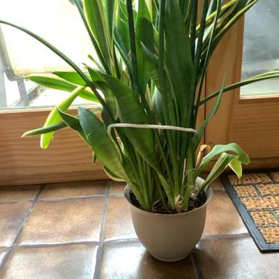 56 Inch Tall Snake Plant