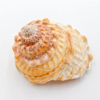 Natural Megastraea Undosa Shell