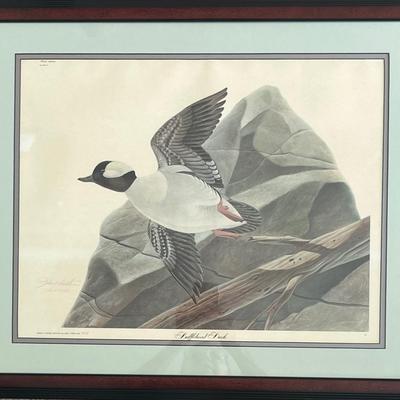 John Ruthven Signed and Numbered Print “Bufflehead Duck”