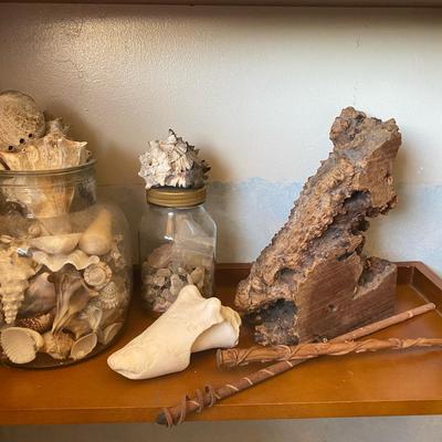 Petrified Wood, Wooden Wands,Large Seashell Collection in Glass Jars with Driftwood and Coral Accent