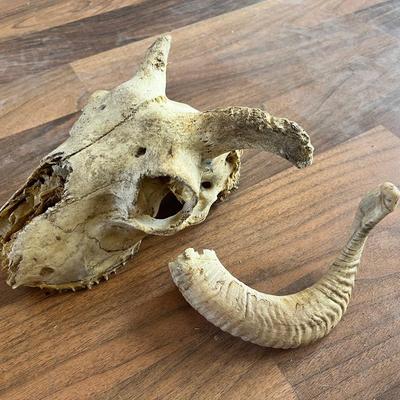 Deer Skull & Ram Horn. Real Animal Skull with Horn Fragment – Western Decor or Oddity