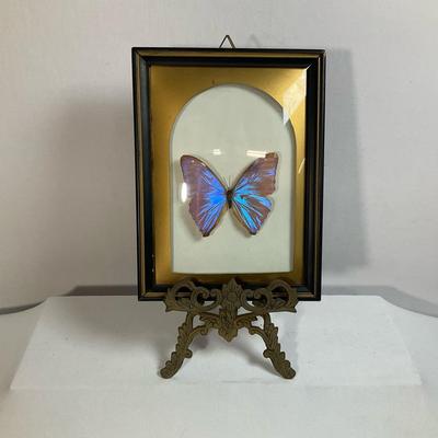 Butterfly Specimen And Metal Stand 