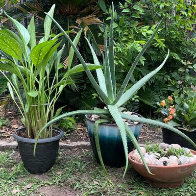 Live Plants