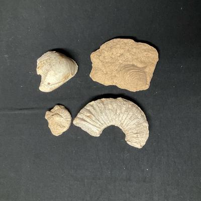 Sea Fossils