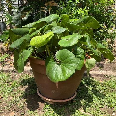 Leopard Plant 