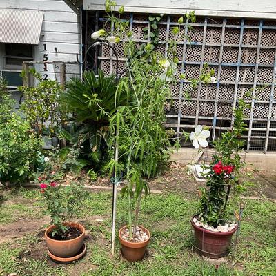 Live Plants In Planters