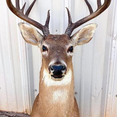 8-Point Whitetail Deer Mount 
