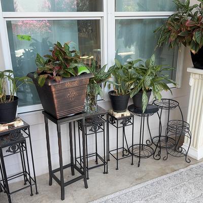 Living Plants And Plant Stands 