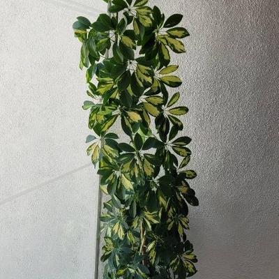 Big Schefflera Plant