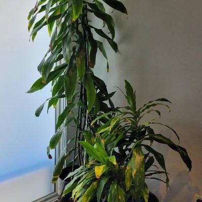Two Large Dracaena Plants