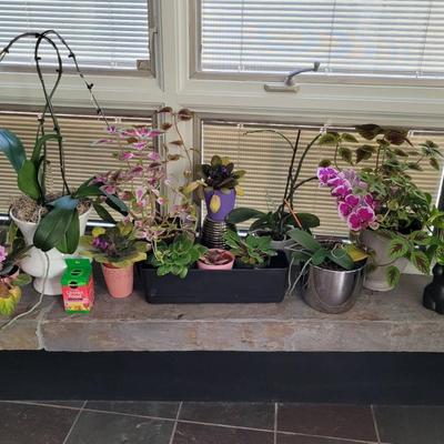 Delicate Indoor Plants 