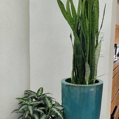 Indoor Plants in Turquoise Pots