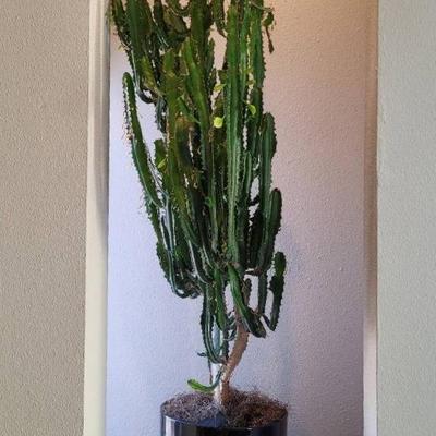 Indoor Plant in Black Pot