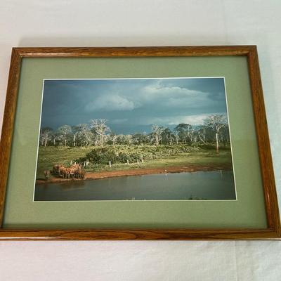 Elephants In The Wild Framed Photo