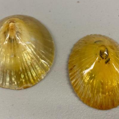 HHC160 - Pair of Vintage Unique Extra Large Polished Hawaiian Opihi Limpet Natural Shell