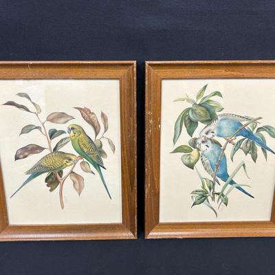 Parakeet Watercolor Prints