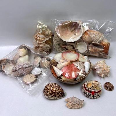 Seashells 
