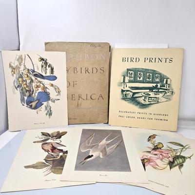 Lot of Lithographic Bird Prints From the Audubon Society - Over 35 - 9" x 12" w/ Info on the back - Roger Tory Peterson