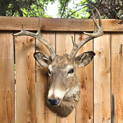 Authentic Taxidermy Wall Mounted Deer Head 32" Tall x 20"W