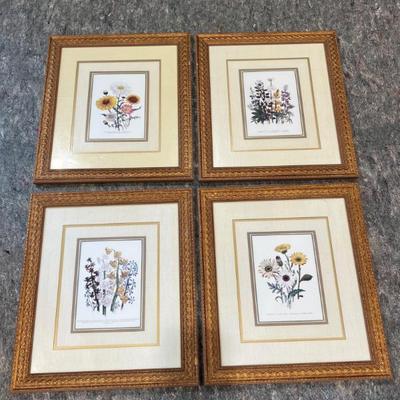 Four Botanical Illustration Prints in Gold Tone Frames