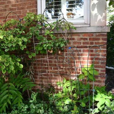 Sale Photo Thumbnail #686: 684 back yard