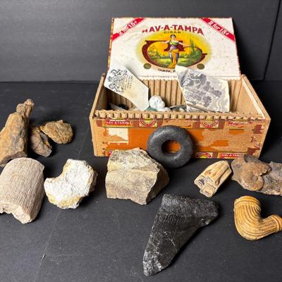 Fossils, Shark’s Tooth, Mudlarked Pipes, Sea Glass, Doll Parts, Petrified Wood, Fragments & More