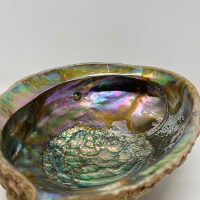 Natural Abalone Shell – Iridescent Interior