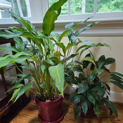 2 Live Potted Plants