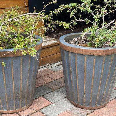2  Ornamental Plants in Glazed Terra Cotta Pots