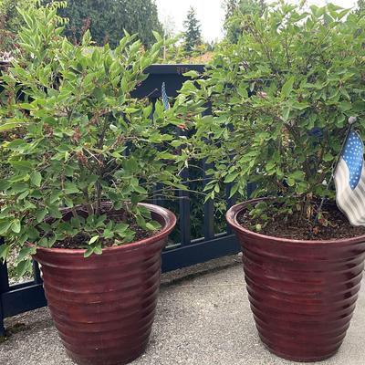 2 3.58 Gallon Potted Miss Kim Korean Lilacs