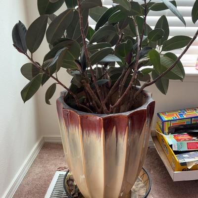 Rubber Plant in Ceramic Planter 