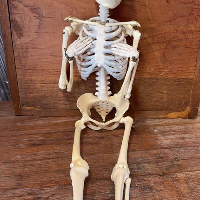 Skeleton-2 Feet Tall 